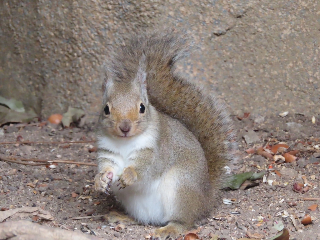 s-ニホンリス（冬毛）王子提供使用可能 (1).jpg