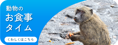 HP_動物のお食事タイム