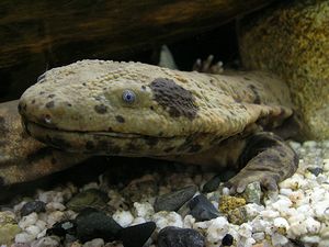 安佐動物公園のスター オオサンショウウオ 安佐動物公園 Asazoo