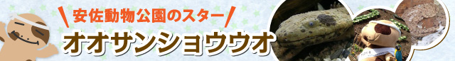 安佐動物公園のスター　オオサンショウウオ