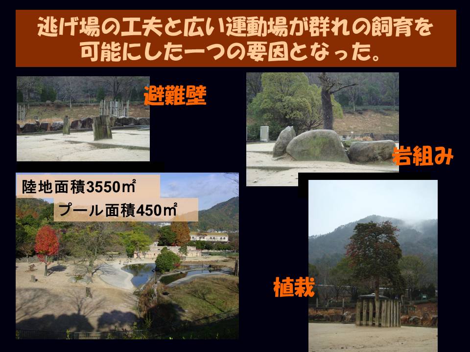 [画像]逃げ場の工夫と広い運動場が群れの飼育を可能にした一つの要因になった