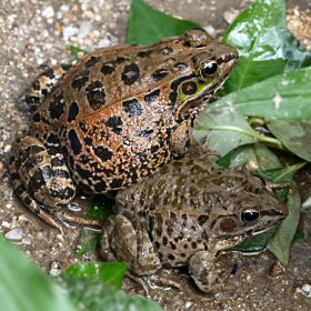 ナゴヤダルマガエル