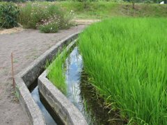 コンクリの水路