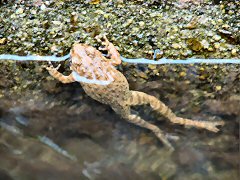 水路からあがれないカエル