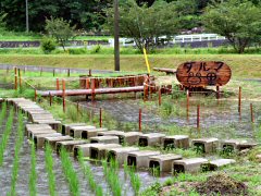 ビオターニ飛び石
