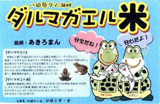 ダルマガエル米