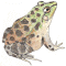 イラスト