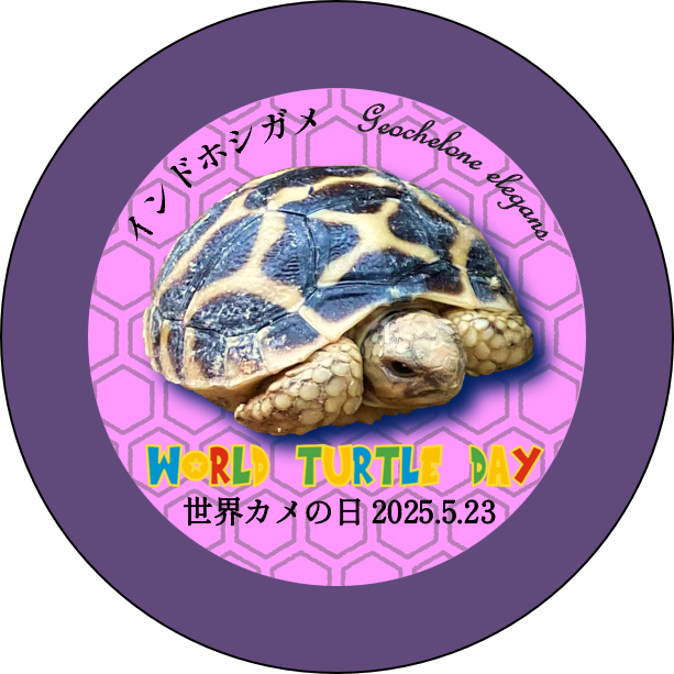 2025_世界カメの日.png