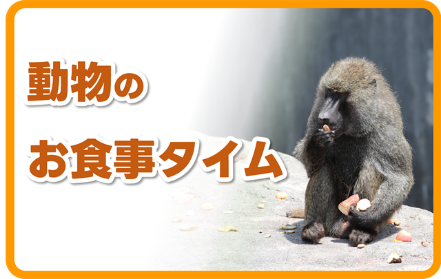 s-HP_動物のお食事タイム_202505.png